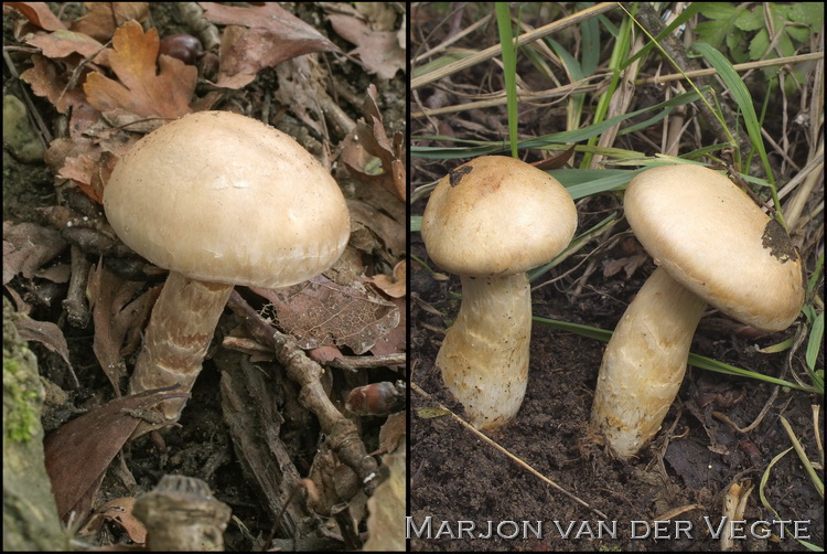 Bleke populiergordijnzwam - Cortinarius argutus